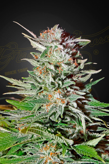 картинка Super Lemon Haze Auto не использовать от магазина Semki